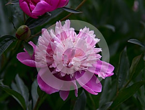 Double flowered Chinese peony