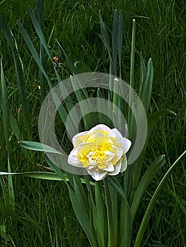 Double Flowered daffodil in a hedge row in Burnley England