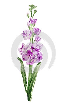 Double-flowered hoary stock flower