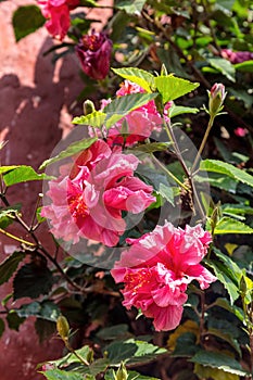 Double-flowered pink hibiscus