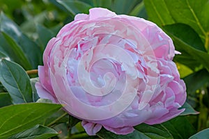 Double-flowered pink Peony