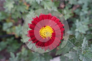 Double flowered red and yellow Chrysanthemum in November