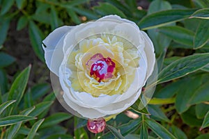 Double-flowered white Peony with purple yellow heart