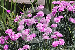 Double flowers of cottage pink plant Dianthus plumarius plants in garden