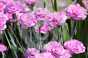 Double flowers of cottage pink plant Dianthus plumarius plants in garden