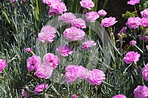 Double flowers of cottage pink plant Dianthus plumarius plants in garden