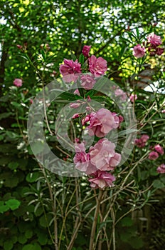 Double flowers of pink oleander are blooming against the background of fruit-green trees in the Summer garden photo