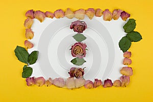 Double frame of dried rose petals and green leaves on a white and yellow background for your text. three dry rosebud.