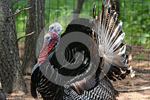 Double Gobblers Summer Displaying