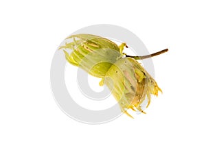 Double green raw hazel nuts