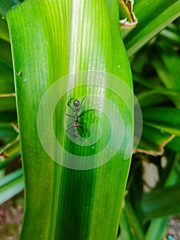 Double head black ant