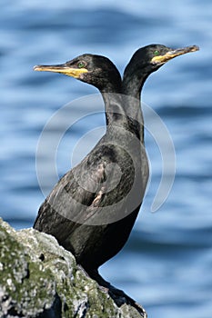 Double-head cormorant