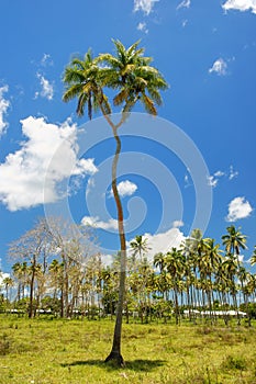 Double-headed coconut tree on Tongatapu island in Tonga