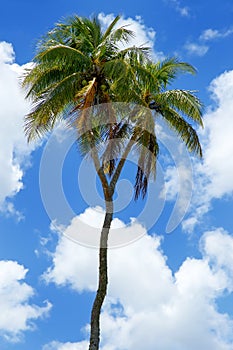 Double-headed coconut tree on Tongatapu island in Tonga