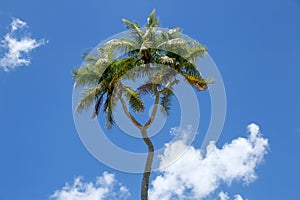 Double-headed coconut tree on Tongatapu island in Tonga