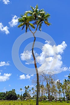 Double-headed coconut tree on Tongatapu island in Tonga