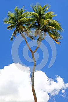 Double-headed coconut tree on Tongatapu island in Tonga