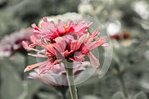 Double-headed zinnia with one head growing from the other in salmon color against blurred faded green background