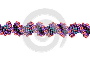 Double helix of DNA