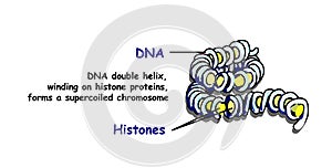 Double helix of DNA spilling onto histone proteins forms a superspread chromosome. DNA replication isolated on white. Education in