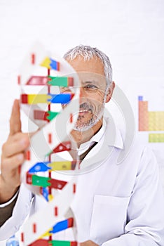 The double helix... his favorite shape. a mature male scientist looking at a model of a DNA molecule.