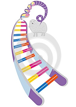 Double helix structure diagram and cloned sheep