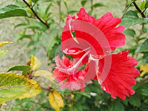 Double hibiscus look down