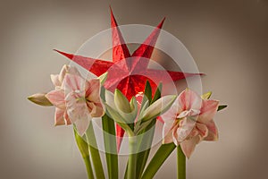 Double hippeastrum amaryllis `First love` and paper lightning lantern in star form