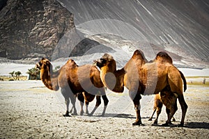 The double hump Bactrian camels