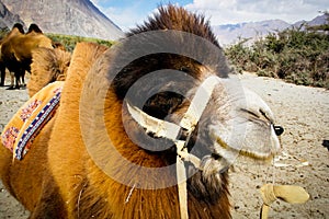 The double hump Bactrian camels