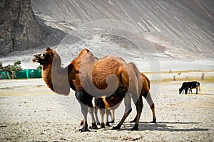 The double hump Bactrian camels