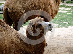 Double hump camel