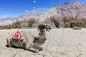 Double Hump camel resting in dry heat of Nubra Valley, Ladakh, India