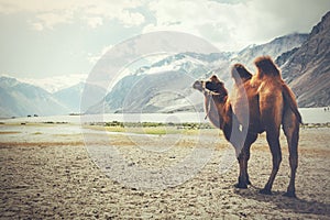 Double hump camel setting off on its journey in the desert in Nubra Valley, Ladakh, India