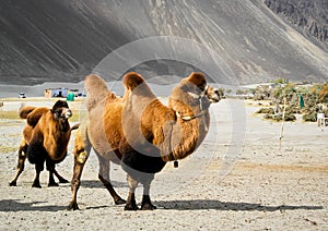 The double hump camels