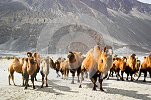 The double hump camels