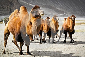 The double hump camels