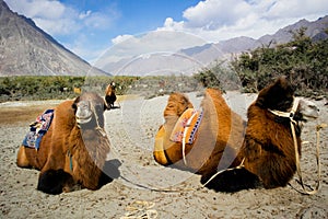 Double hump camels