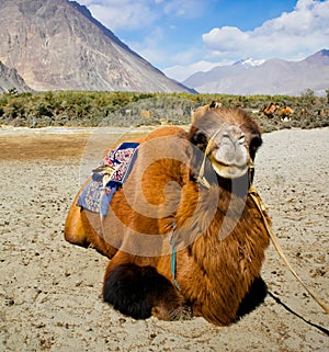 Double hump camels