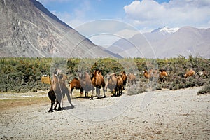 Double hump camels