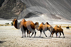 Double hump camels