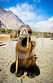 The double hump camels at Nubra valley