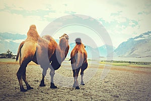 Double hump camels setting off on their journey in the desert in Nubra Valley, Ladakh, India