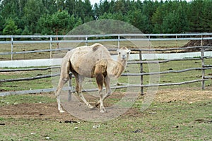 A double-humped camel on a Russian camel breeding farm