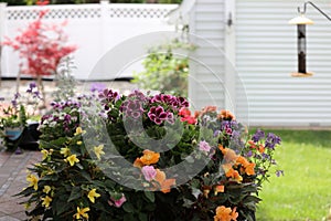 Double Impatiens, Begonias and Geraniums on a backyard patio table