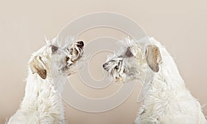 Double Irish wolfhound dogs looking to himself photo