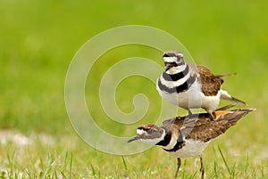 Double The Killdeer