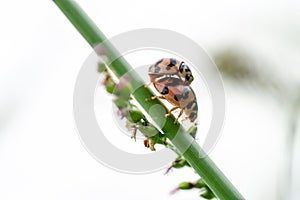 Double ladybugs on grass flower