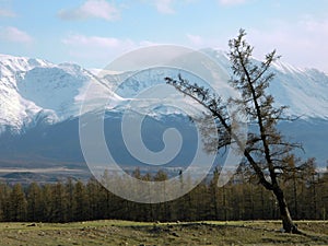 Double larch against the backdrop of mountains covered with snow