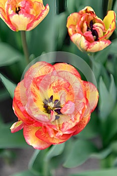 Double Late tulip Tulipa `Sundowner` with red-veined yellow flowers